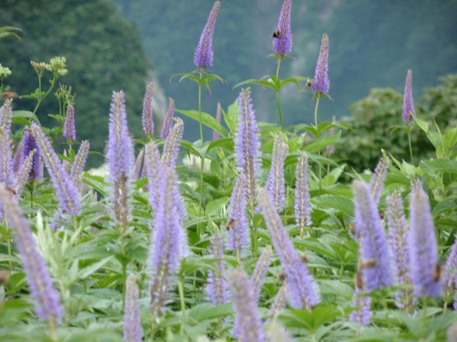 c0042869_66929.jpg