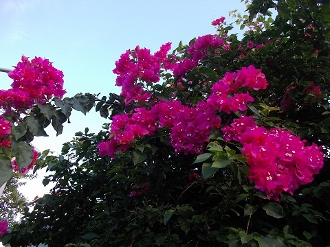 a0252596_20363184.jpg