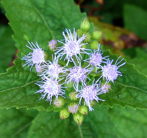 a0031000_1134576.jpg