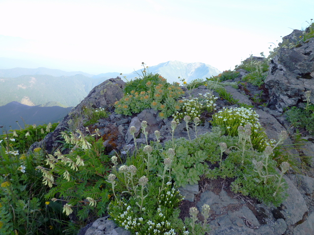d0170615_852468.jpg
