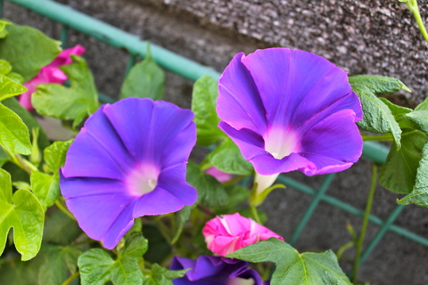 a0248459_1839050.jpg