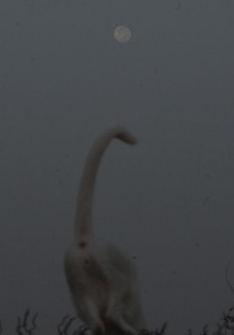 e0066474_2135179.jpg