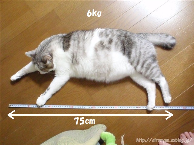 a0159490_16201435.jpg