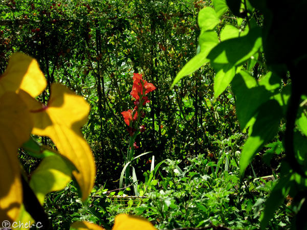 a0154706_0331627.jpg