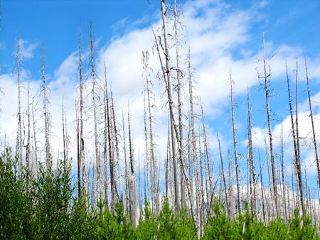 b0051109_11281455.jpg
