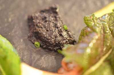 c0115417_0332716.jpg