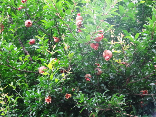 e0016828_1005256.jpg