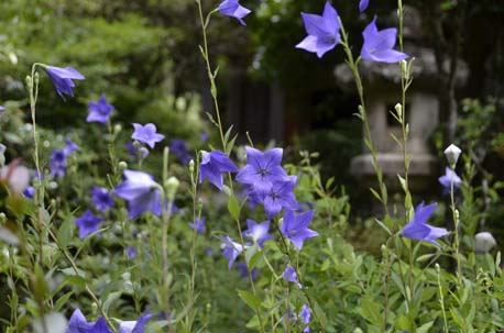 a0100742_1179100.jpg