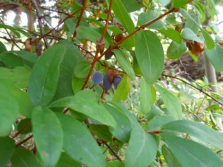 e0004756_21343258.jpg