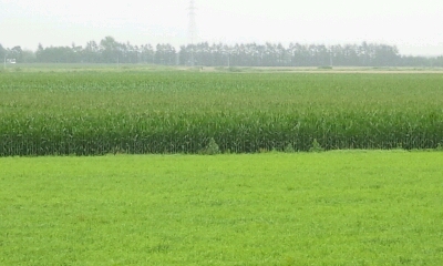 c0232780_7124156.jpg
