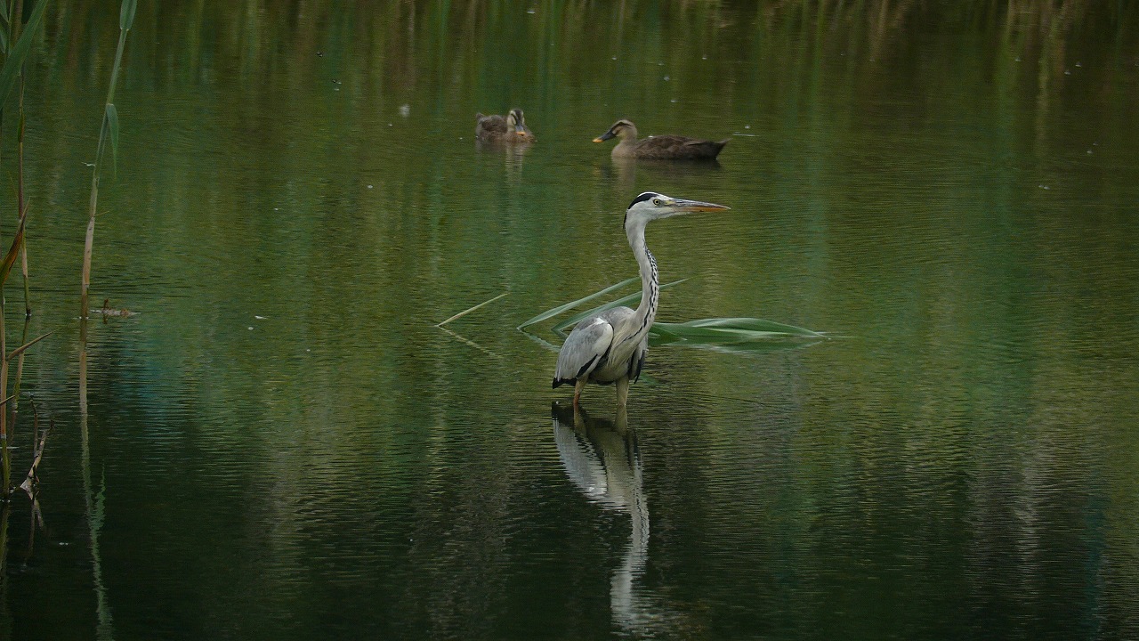 a0185081_23432686.jpg