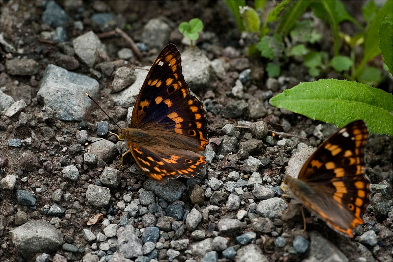 a0245331_10574121.jpg