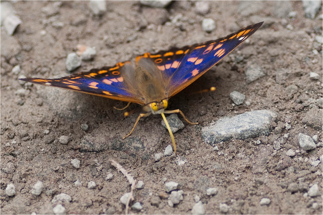 a0245331_10585132.jpg