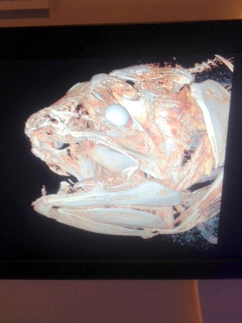 e0034633_1452735.jpg