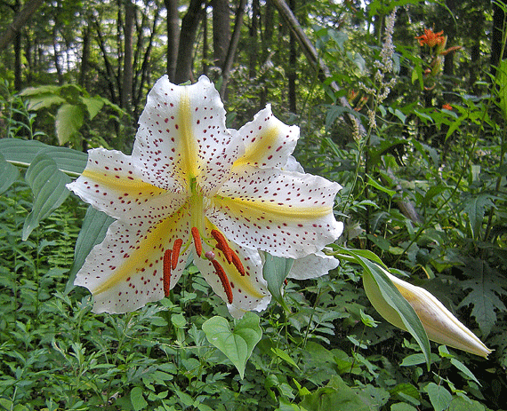 a0001354_2219448.gif