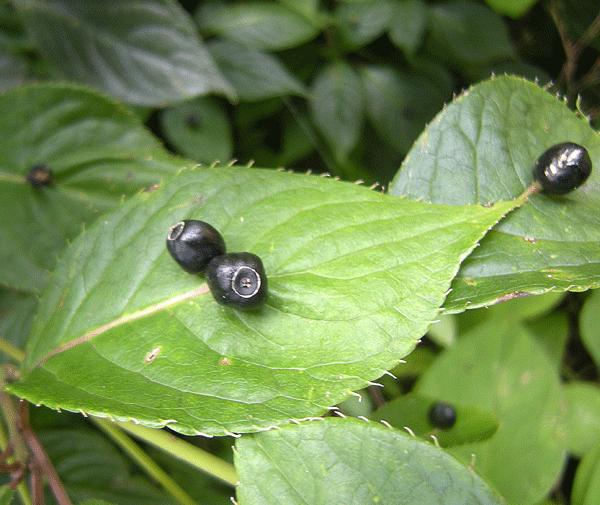 a0001354_2226132.gif
