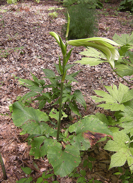 a0001354_22265858.gif