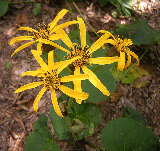a0001354_22272784.gif
