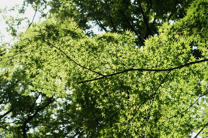 a0267860_17343279.jpg