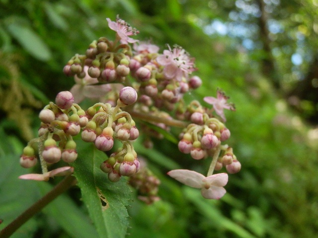c0042869_702941.jpg