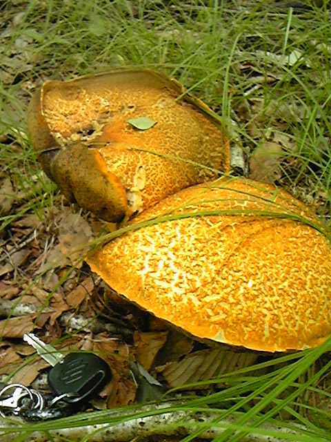 e0118274_2254491.jpg