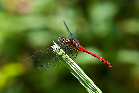 d0036708_17375633.jpg