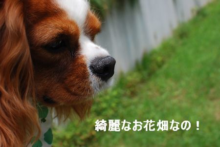 f0214121_10202750.jpg