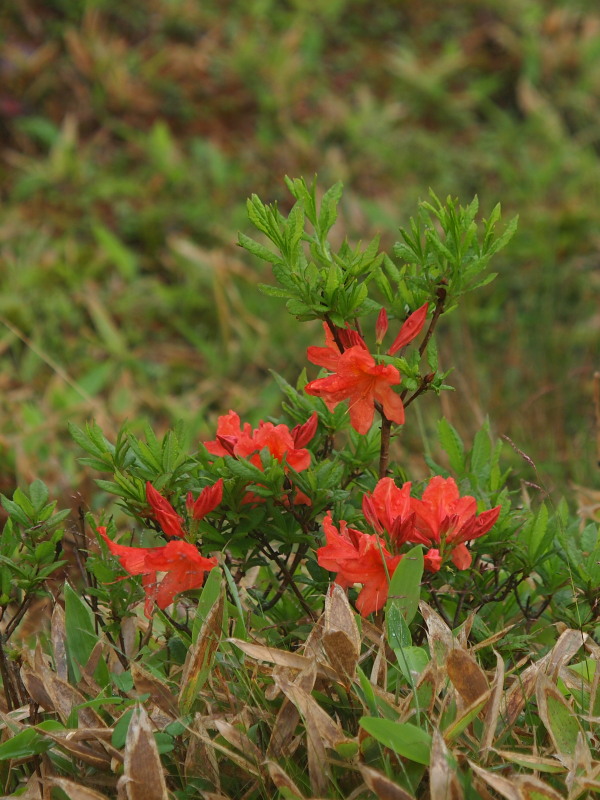 c0085622_2139838.jpg