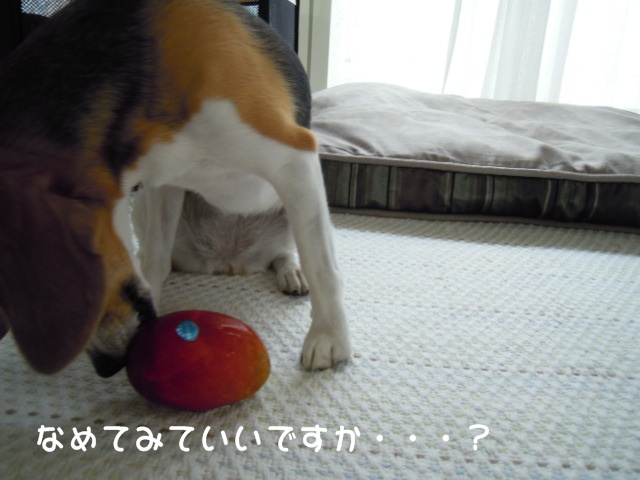 c0166622_14551383.jpg