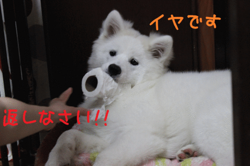 a0269552_11555960.gif