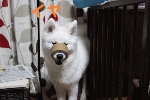 a0269552_11563715.gif