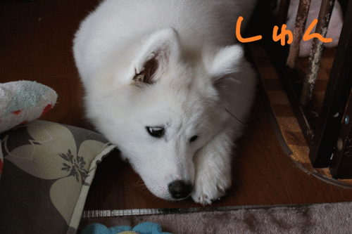 a0269552_1254499.gif