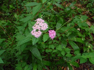 e0004756_2052519.jpg