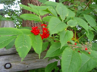 e0004756_2105839.jpg