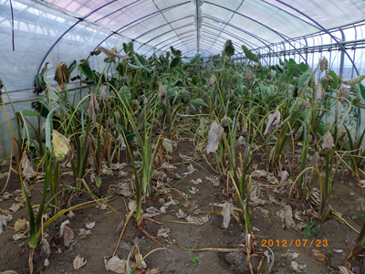 e0097770_1144953.jpg