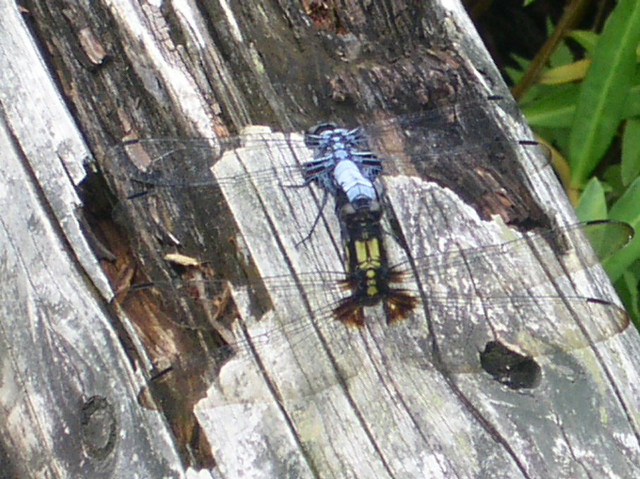 e0118274_22154433.jpg
