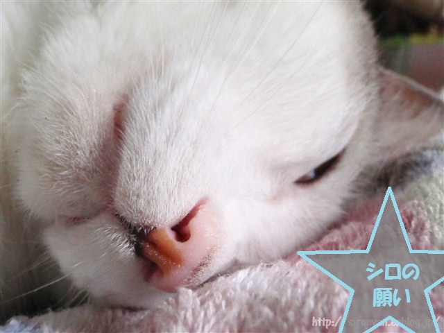 a0159490_15521214.jpg