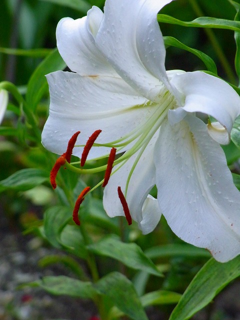 f0157901_1739012.jpg