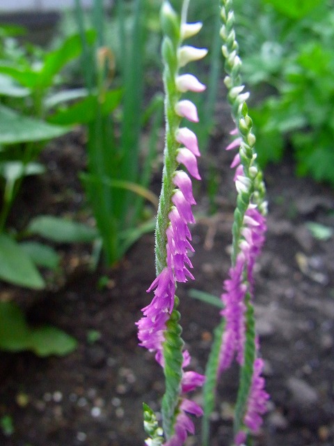 f0157901_17393760.jpg