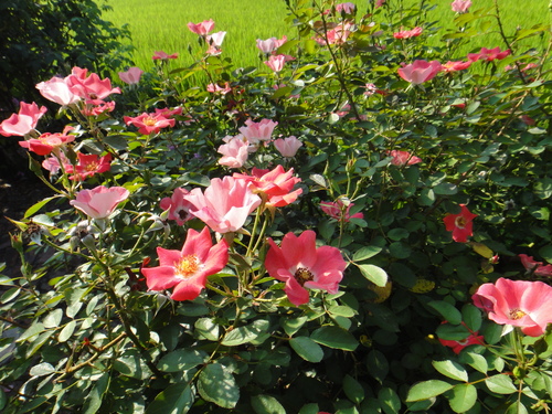 c0105306_1531135.jpg