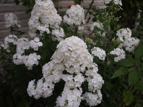 c0117007_20431360.jpg