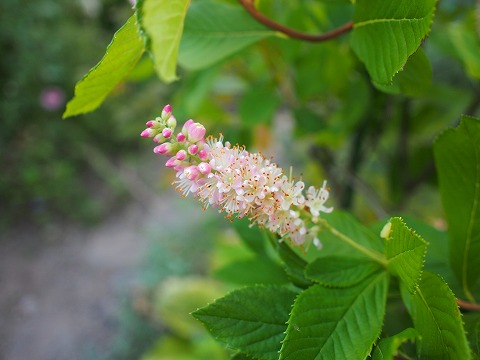 c0117007_20462356.jpg
