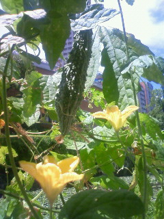 c0062511_6595212.jpg