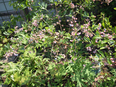 e0097534_17491933.jpg