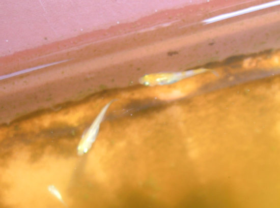 e0097534_187752.jpg