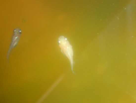 e0097534_1885880.jpg