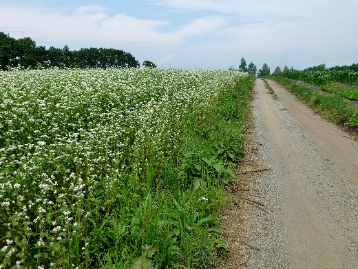 d0084473_2137842.jpg