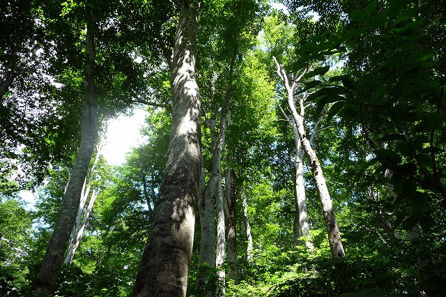 e0137200_19363857.jpg