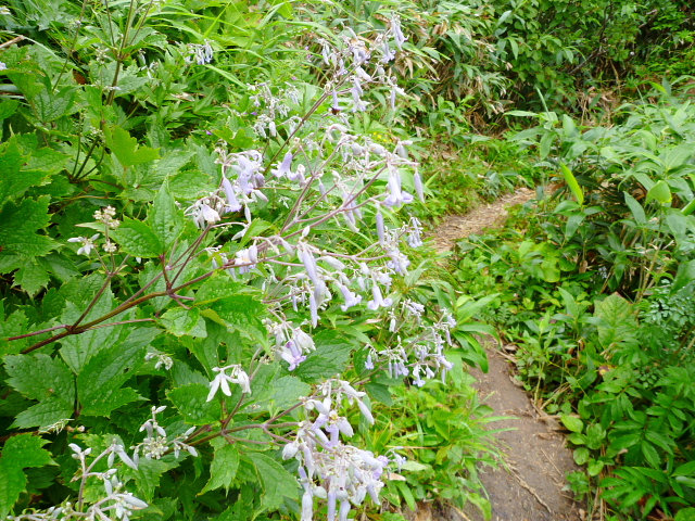 d0170615_10233229.jpg