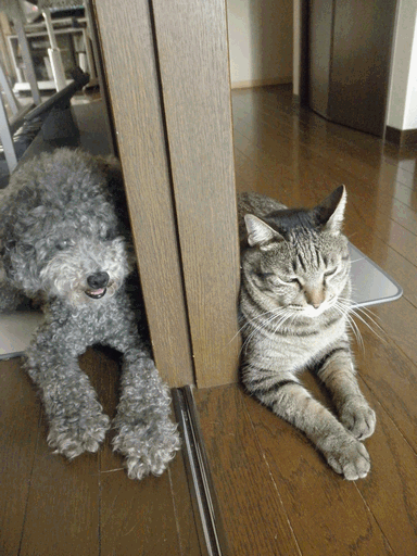 c0136736_19253682.gif